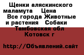 Щенки аляскинского маламута  › Цена ­ 15 000 - Все города Животные и растения » Собаки   . Тамбовская обл.,Котовск г.